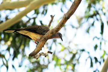 Spotted dove ( Streptopilea chinenesis) perched on a tree