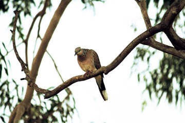 Spotted dove ( Streptopilea chinenesis) perched on a tree