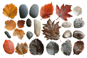 Autumn leaves arrangement with reds, oranges, yellows, and browns in a fall-themed transparent png for graphic design and decor projects