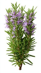 Stunning photo of rosemary, (Salvia rosmarinus, officinalis) plant set frontal bush herbaceous perennial plant isolated png on a white background perfectly cutout.