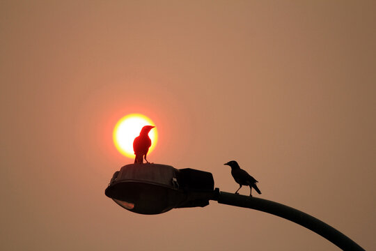 Two Australian Common Mynas (Acridotheres tristis) perched on a lamppost