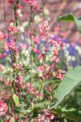 Close up of mountain garland (clarkia unguiculata) flowers in bloom