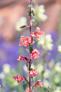 Close up of mountain garland (clarkia unguiculata) flowers in bloom