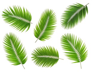 Palm fronds against white background