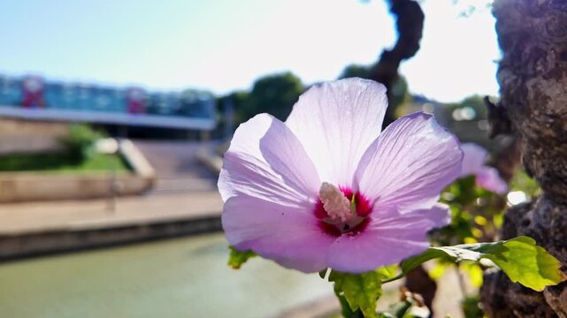 transition d'une fleur &agrave; l'espace media du grand Narbonne