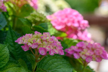 Bright red hyacinth blossoms in Cyprus