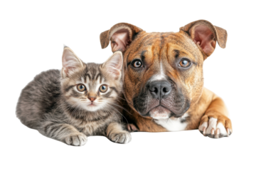 Kitten lying on top of a sleeping black french bulldog on a pillow against white backdrop