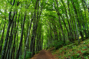 Forest hiking trail in Vitosha mountain Sofia