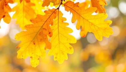 Autumnal oak leaves ablaze with golden hues
