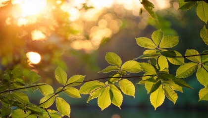 Sun Kissed Leaves Reflecting Tranquility In A Summer Morningrs Gentle Light