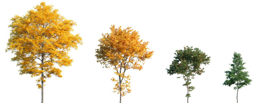 Set of Sassafras albidum (sassafras, white sassafras, red sassafras, or silky sassafras) trees isolated png on a transparent background perfectly cutout