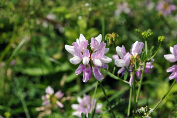Fototapeta premium spring flowers in the garden