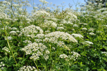 white flowers in the garden