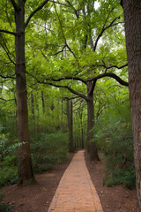 Fototapeta premium path in the park
