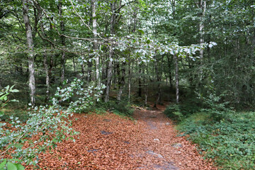 Camino en el bosque entre arboles verdes