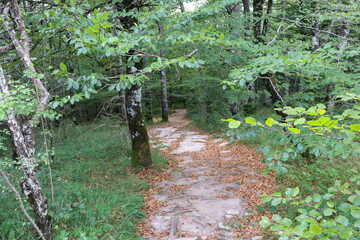 Camino en el bosque entre arboles verdes