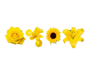 Collection of beautiful yellow flowers (rose, iris, sunflower, lily), isolated on a white background, botanical set