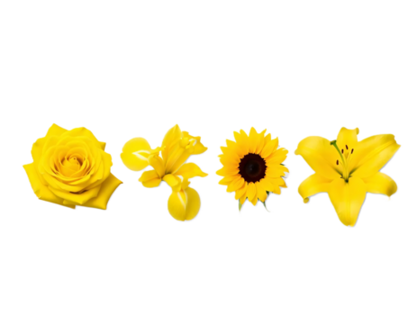 Collection of beautiful yellow flowers (rose, iris, sunflower, lily), isolated on a white background, botanical set