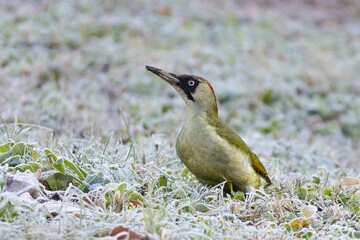 European Green Woodpecker in Frosty Meadow
