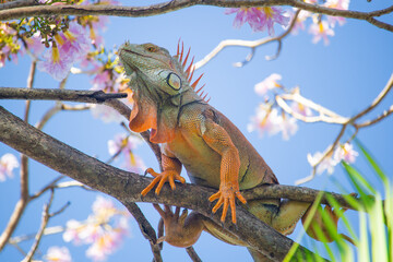 Green Iguana Perched on Tree Branch Surrounded by Blossoms