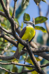 Great Kiskadee Bird on Tree in Costa Rica
