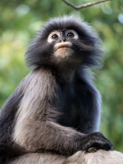 Dusky Leaf Monkey in Kaeng Krachan Thailand Jungle