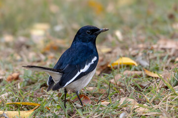 Oriental magpie-robin in Sukhothai Thailand
