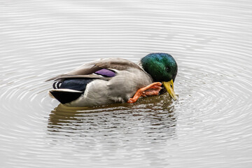 Male Mallard Duck Scratching in Water