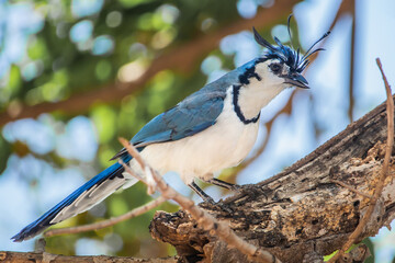 Tropical Bird White-Throated Magpie-Jay in Costa Rica Perched on Tree