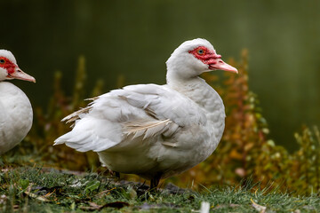 White Muscovy Duck Standing on Grass