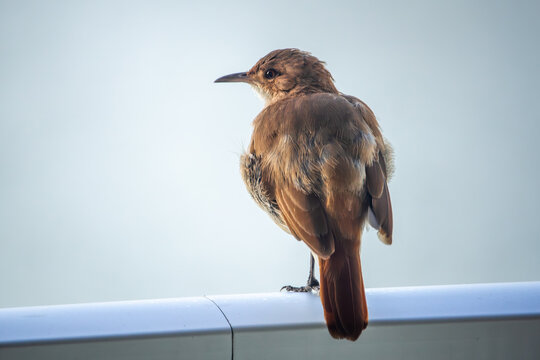 Rufous Hornero Bird Perched on Rail in Argentina