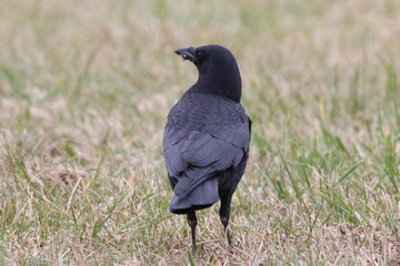 Obraz premium american crow bird in its natural landscape 