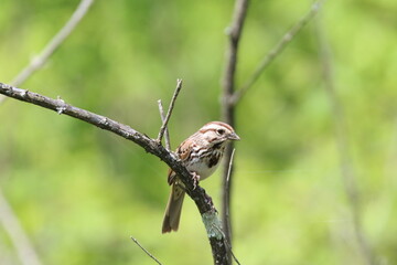 song sparrow bird in its natural landscape 