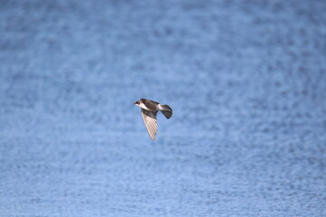 swallow bird skimming top of the water