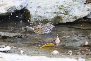 song sparrow bird bathing on a rocky river shoreline 