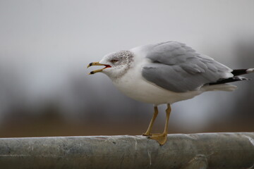 ring billed gull bird in its natural landscape 