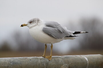 ring billed gull bird in its natural landscape 