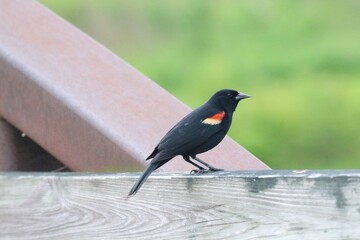 red winged blackbird resting on a fence