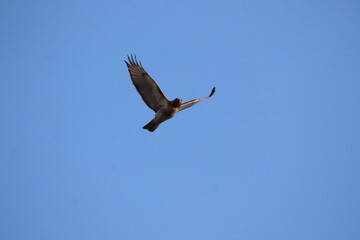 red tailed hawk bird in flight 