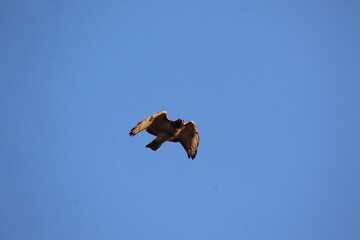 red tailed hawk bird in flight 