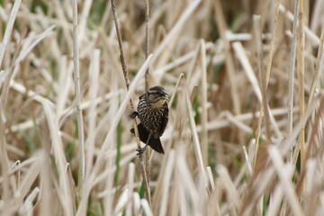 red winged blackbird bird in its natural landscape 