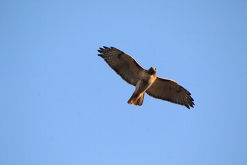 red tailed hawk bird in flight 