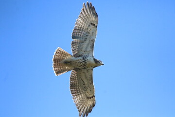 red tailed hawk bird in flight 