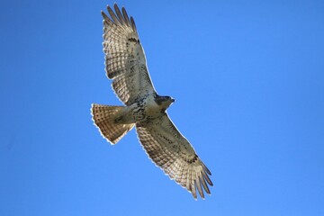 red tailed hawk bird in flight 