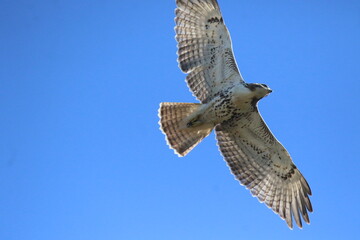 red tailed hawk bird in flight 