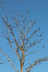 large group of black birds perched in trees 