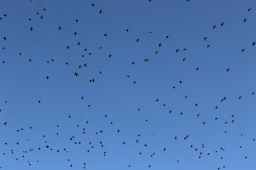large flock of birds flying overhead in blue sky