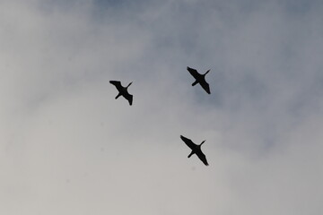 large flock of birds flying overhead 