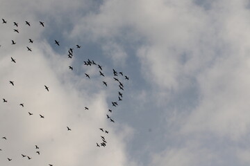 large flock of birds flying overhead 