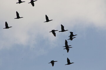large flock of birds flying overhead 